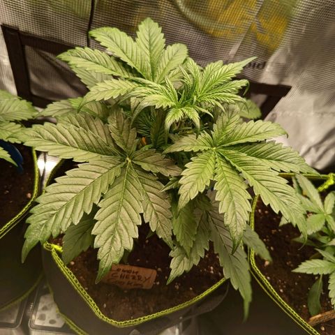 Lemon Cherry Cookies growlog timeline photo