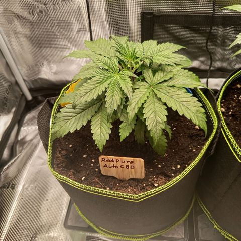 Red Pure Auto CBD growlog timeline photo