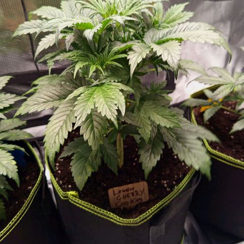 Lemon Cherry Cookies growlog timeline photo