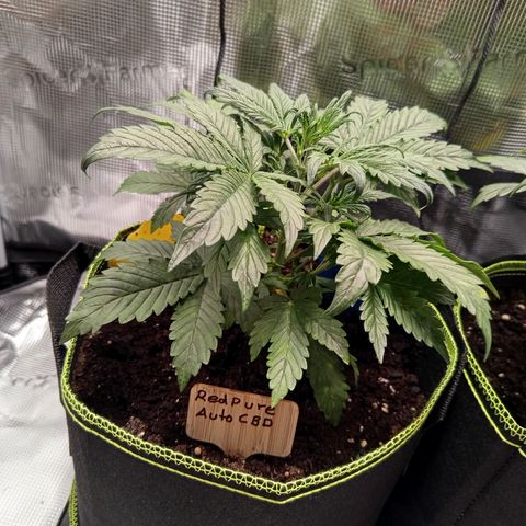 Red Pure Auto CBD growlog timeline photo