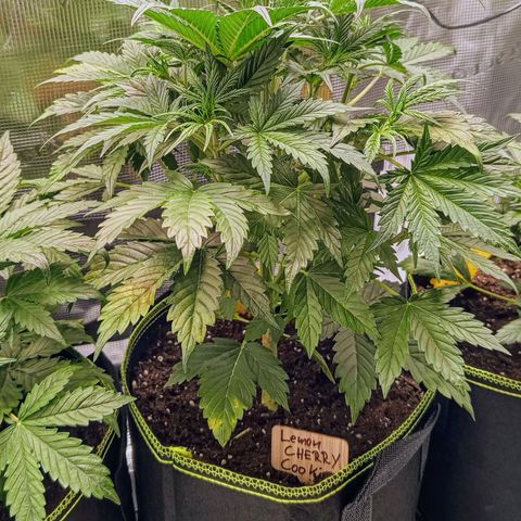 Lemon Cherry Cookies growlog timeline photo