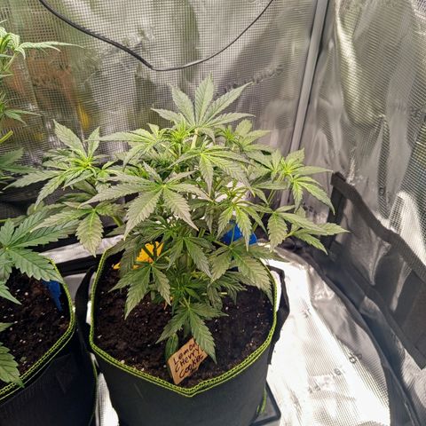 Lemon Cherry Cookies growlog timeline photo