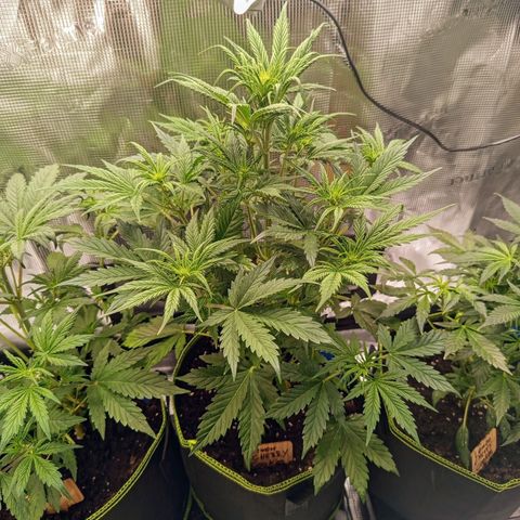 Lemon Cherry Cookies growlog timeline photo