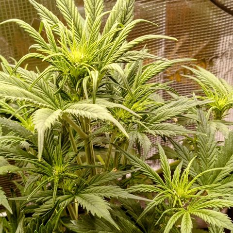 Lemon Cherry Cookies growlog timeline photo