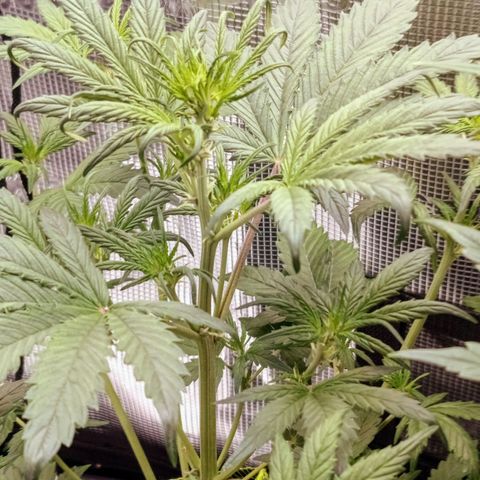 Red Pure Auto CBD growlog timeline photo