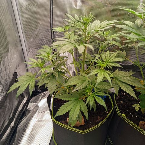 Red Pure Auto CBD growlog timeline photo