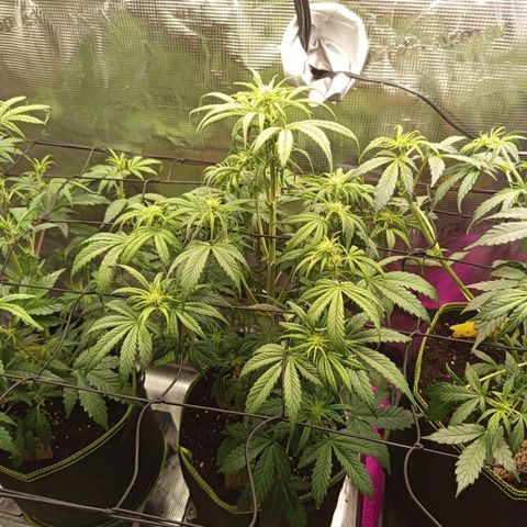 Lemon Cherry Cookies growlog timeline photo