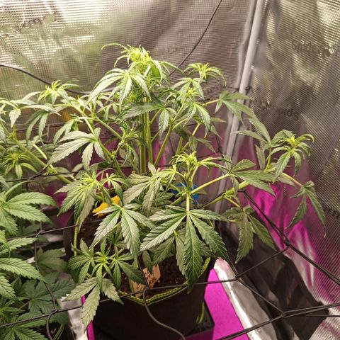 Lemon Cherry Cookies growlog timeline photo