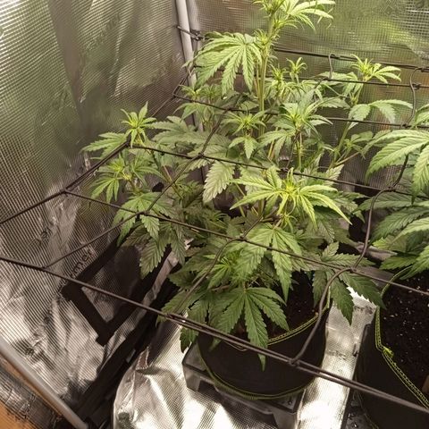 Red Pure Auto CBD growlog timeline photo