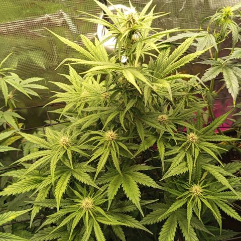 Lemon Cherry Cookies growlog timeline photo