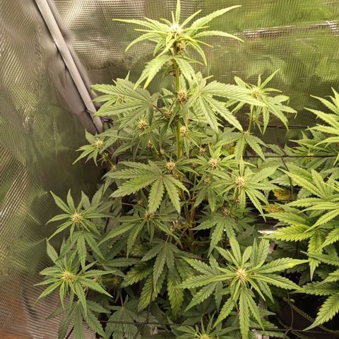 Red Pure Auto CBD growlog timeline photo