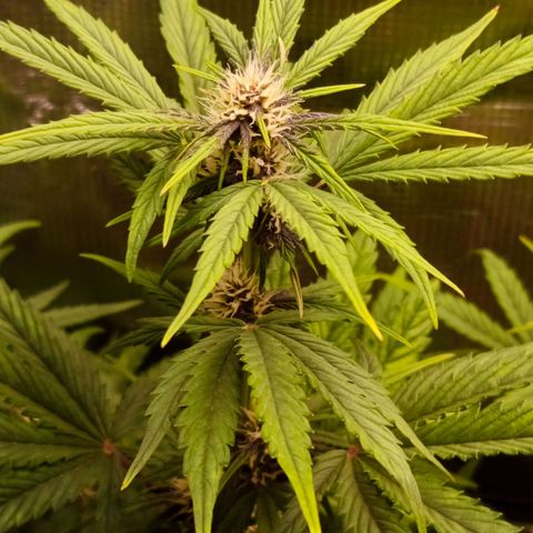 Lemon Cherry Cookies growlog timeline photo