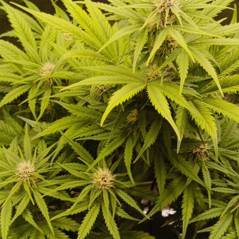 Lemon Cherry Cookies growlog timeline photo