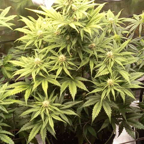 Lemon Cherry Cookies growlog timeline photo