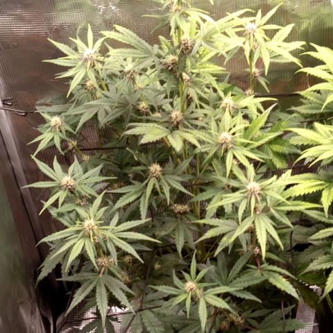 Red Pure Auto CBD growlog timeline photo