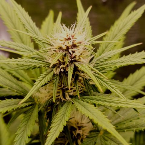 Red Pure Auto CBD growlog timeline photo