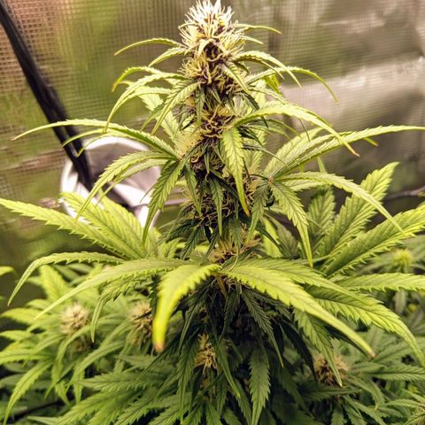 Lemon Cherry Cookies growlog timeline photo