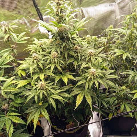 Lemon Cherry Cookies growlog timeline photo