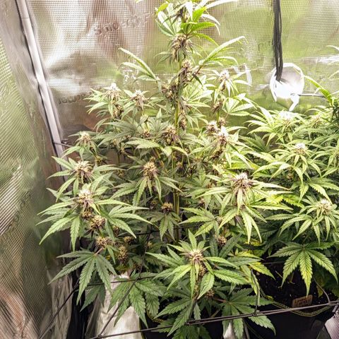 Red Pure Auto CBD growlog timeline photo