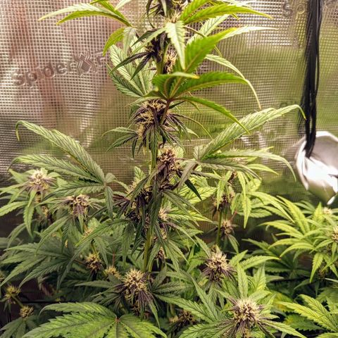 Red Pure Auto CBD growlog timeline photo
