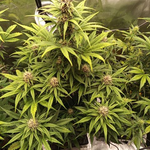Lemon Cherry Cookies growlog timeline photo