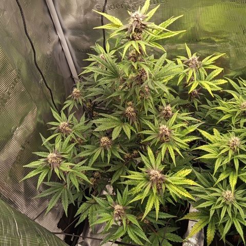 Red Pure Auto CBD growlog timeline photo