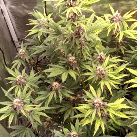 Red Pure Auto CBD growlog timeline photo