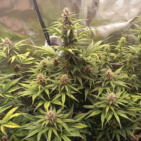 Lemon Cherry Cookies growlog timeline photo