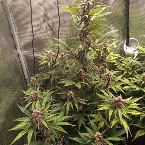 Red Pure Auto CBD growlog timeline photo