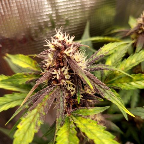 Red Pure Auto CBD growlog timeline photo