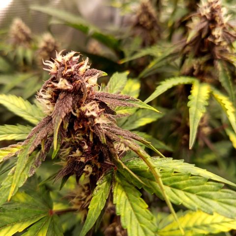 Red Pure Auto CBD growlog timeline photo