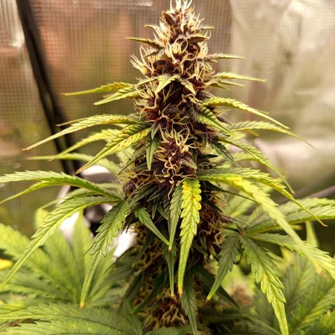 Lemon Cherry Cookies growlog timeline photo