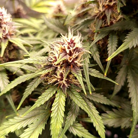 Lemon Cherry Cookies growlog timeline photo
