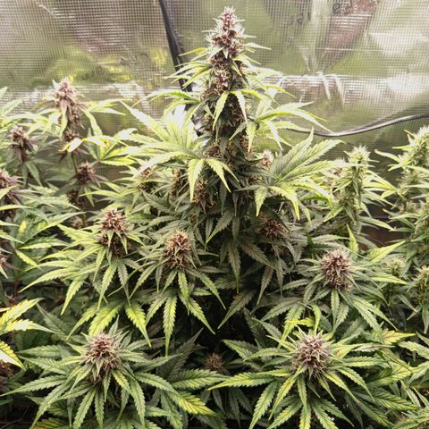 Lemon Cherry Cookies growlog timeline photo