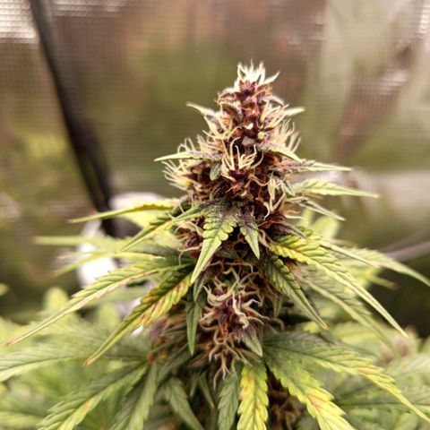 Lemon Cherry Cookies growlog timeline photo