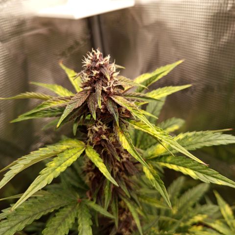 Red Pure Auto CBD growlog timeline photo