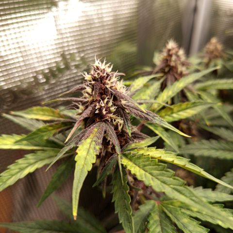 Red Pure Auto CBD growlog timeline photo