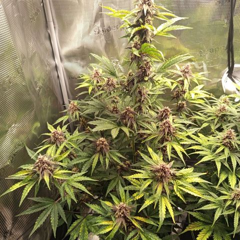 Red Pure Auto CBD growlog timeline photo