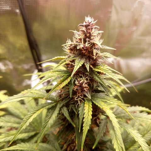 Red Pure Auto CBD growlog timeline photo