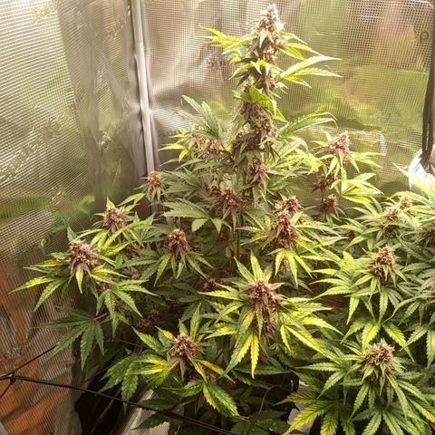 Red Pure Auto CBD growlog timeline photo