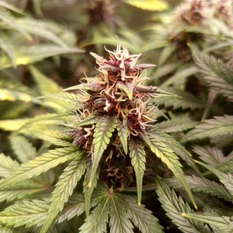 Lemon Cherry Cookies growlog timeline photo