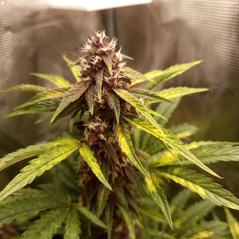 Lemon Cherry Cookies growlog timeline photo