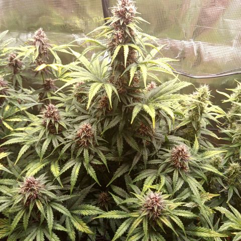Lemon Cherry Cookies growlog timeline photo