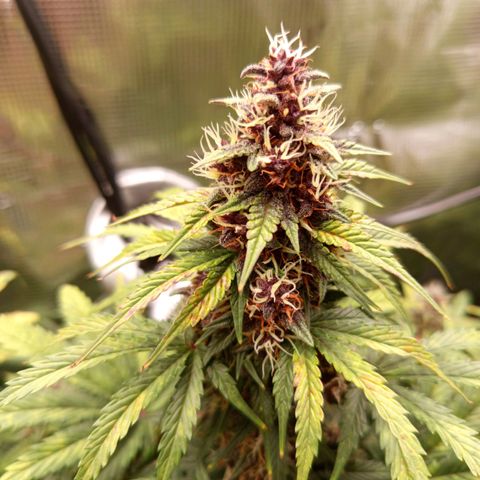 Lemon Cherry Cookies growlog timeline photo
