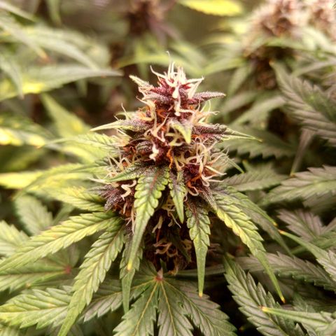 Lemon Cherry Cookies growlog timeline photo