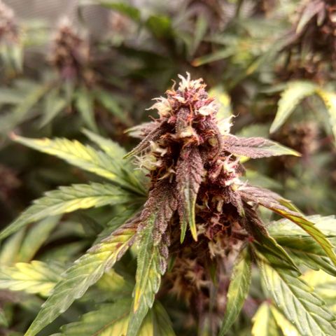 Red Pure Auto CBD growlog timeline photo