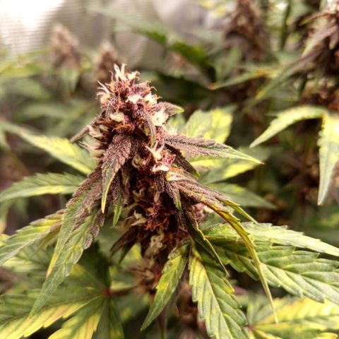 Red Pure Auto CBD growlog timeline photo