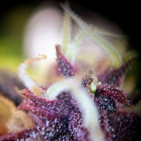 Red Pure Auto CBD growlog timeline photo
