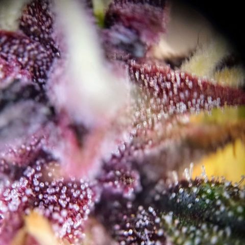 Lemon Cherry Cookies growlog timeline photo