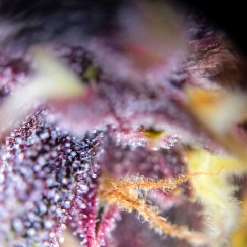 Lemon Cherry Cookies growlog timeline photo